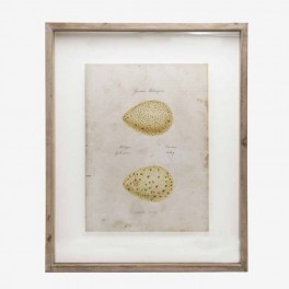 WALL PICTURE OF 2 ANIMAL EGGS NA